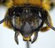 Andrena_limbata3.FEI.jpg