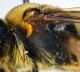Andrena_limbata6.FEI.jpg