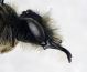 Andrena_fucata3.FEI.jpg