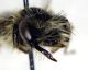 Andrena_fucata4.FEI.jpg