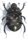 Scarabaeidae A2.JPG