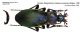 Carabus (Megodontus) violaceus ssp. - kopie.jpg