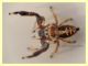 Salticidae - Modica 26.7.2008 - (1).JPG