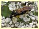 probabile Tenthredo sp...- Anzio 3.6.2013 - (3).jpg