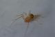 Scytodes1.jpg
