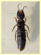 probabile Ocypus italicus 24 mm - Posta Fibreno dal 3 al 8.9.2020 - (12).JPG