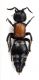 Comb3184-23zL6cr.jpg