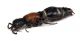 Comb3185-40zL6cr.jpg