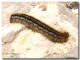 Malacosoma franconica, bruco3, Piano Battaglietta, 11 giugno 2006.jpg