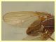 Zapronius sp.  2,8 mm. solo corpo - trappola ad aceto - Anzio 15.12.2020 - (3).JPG