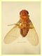 Zapronius sp.  2,8 mm. solo corpo - trappola ad aceto - Anzio 15.12.2020 - (9).JPG