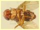 Zapronius sp.  2,8 mm. solo corpo - trappola ad aceto - Anzio 15.12.2020 - (7).JPG