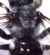 thorax.jpg