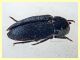 Dermestes frischi 7 mm. su Rospo rinsecchito da settimane - Anzio 5.8.2020 - (9).JPG
