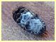 Dermestes undulatus circa 8 mm sotto corteccia Eucalipto - Anzio 16.2.2020 - (7).JPG