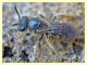 probabile Halictus sexcinctus - Anzio 28.3.2012 - (1).JPG