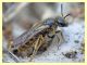 probabile Halictus sexcinctus - Anzio 28.3.2012 - (2).JPG