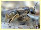 probabile Halictus sexcinctus - Anzio 28.3.2012 - (3).JPG