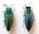 Cratomerus_pair_dorsale_004.jpg