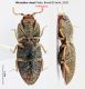 Rismethus riesei_Holotypus ventral-prof RID.jpg