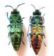 Cratomerus_pair_ventrale007.jpg