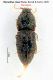 Rismethus riesei_Paratypus female Rid.jpg