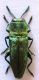 Cratomerus Binglol 016.jpg