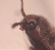 Trixagus sp. canthus.jpg