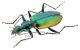 Carabidae Mexico 3_4rid.jpg