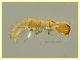 larva Stafilino -  2,1 mm. - Anzio 23.8.2020 - (6).JPG