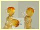 larva Stafilino -  2,1 mm. - Anzio 23.8.2020 - (5).JPG