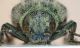 Julodis pilosa (Fabricius, 1798) - 4 frontal - M.jpg