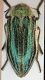 Julodis pilosa (Fabricius, 1798) - 1 dorsal - M.jpg