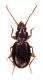 Comb3204-33zL3cr.jpg