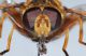 Milesia crabronifomis3.JPG