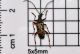 evodinus clathratus_es.1.JPG