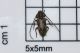 exocentrus adspersus.JPG