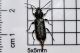 hylotrupes bajulus.JPG