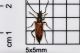 vadonia unipunctata.JPG