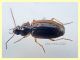 prob. Agonum sp. -Anzio 23.8.2020 - 6 mm (8).JPG