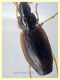 prob. Agonum sp. -Anzio 23.8.2020 - 6 mm (4).JPG