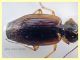 prob. Agonum sp. -Anzio 23.8.2020 - 6 mm (2).JPG