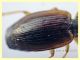 prob. Agonum sp. -Anzio 23.8.2020 - 6 mm (6).JPG