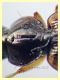 prob. Agonum sp. -Anzio 23.8.2020 - 6 mm (9).JPG