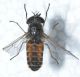 Tabanidae ID1.JPG