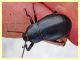 prob. Blaps mucronata 23 mm. - roma - tuscolana - 13.7.2019 - (9).JPG