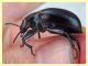 prob. Blaps mucronata 23 mm. - roma - tuscolana - 13.7.2019 - (8).JPG
