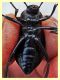 prob. Blaps mucronata 23 mm. - roma - tuscolana - 13.7.2019 - (4).JPG