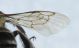 Anthophoridae ID3.JPG
