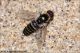 08_Bombyliidae_2707.jpg